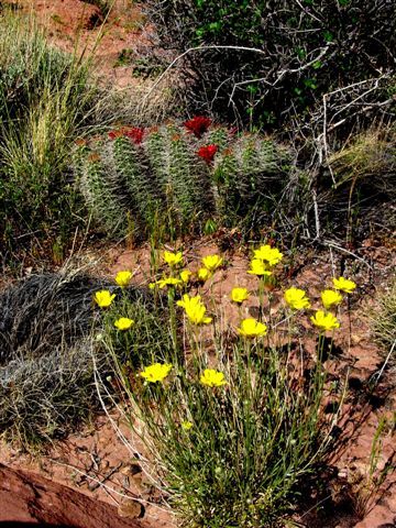 MoabFlowers (1215)